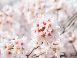 桜